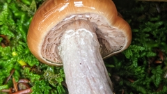 Cortinarius collinitus