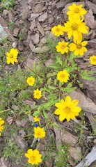 Heliopsis parvifolia