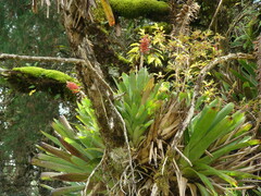 Aechmea distichantha