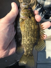 Ambloplites rupestris