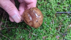 Cortinarius collinitus