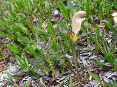 Pedicularis capitata