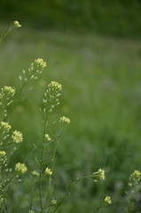 Camelina microcarpa