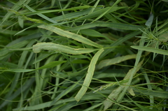 Falcaria vulgaris