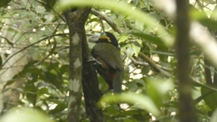 Selenidera maculirostris