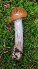 Cortinarius collinitus