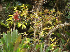 Aechmea distichantha