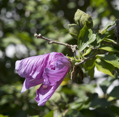 Hibiscus syriacus