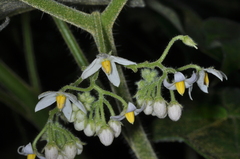 Solanum