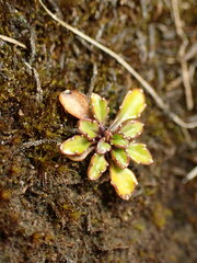 Wahlenbergia pygmaea