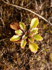 Wahlenbergia pygmaea