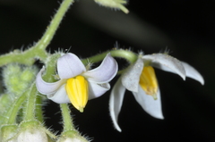 Solanum