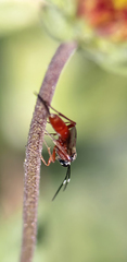 Ichneumonoidea