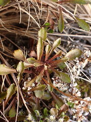 Wahlenbergia pygmaea