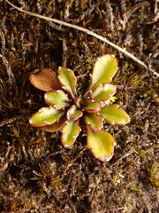 Wahlenbergia pygmaea