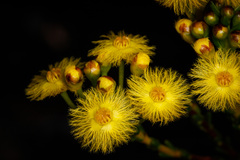 Verticordia grandiflora