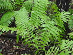 Osmunda claytoniana