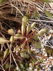 Wahlenbergia pygmaea