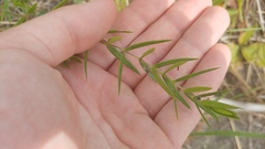 Phlox pilosa