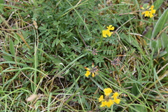 Hippocrepis