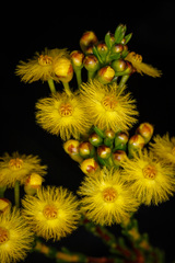 Verticordia grandiflora