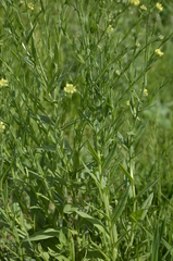 Camelina microcarpa