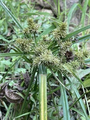 Cyperus erythrorhizos
