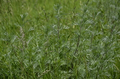 Artemisia campestris