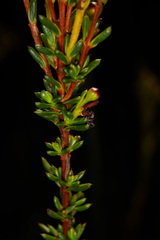 Verticordia grandiflora