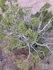 Juniperus osteosperma
