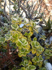 Brachyglottis bidwillii