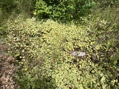 Aegopodium podagraria