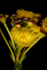 Verticordia grandiflora