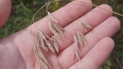 Bromus kalmii