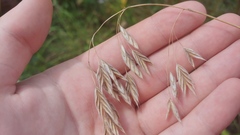 Bromus kalmii