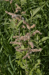 Salix cinerea
