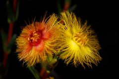 Verticordia grandiflora