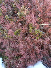 Dracophyllum recurvum