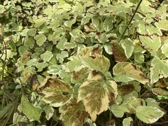 Aegopodium podagraria