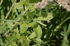 Salix cinerea