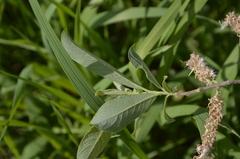 Salix cinerea