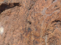 Sceloporus occidentalis