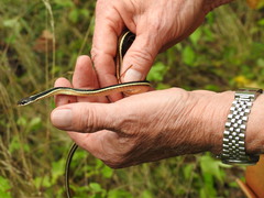 Thamnophis saurita septentrionalis