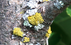 Xanthomendoza hasseana