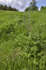 Echinops sphaerocephalus