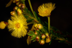 Verticordia grandiflora