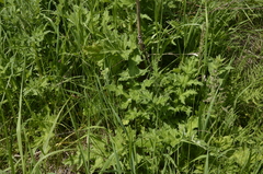 Echinops sphaerocephalus