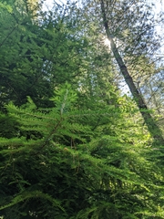 Tsuga canadensis