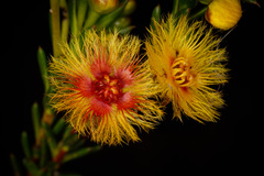 Verticordia grandiflora