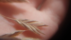 Bromus kalmii